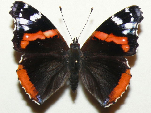 Vanessa atalanta (aberration) Internet Image property of respective owner, non-commercial use only